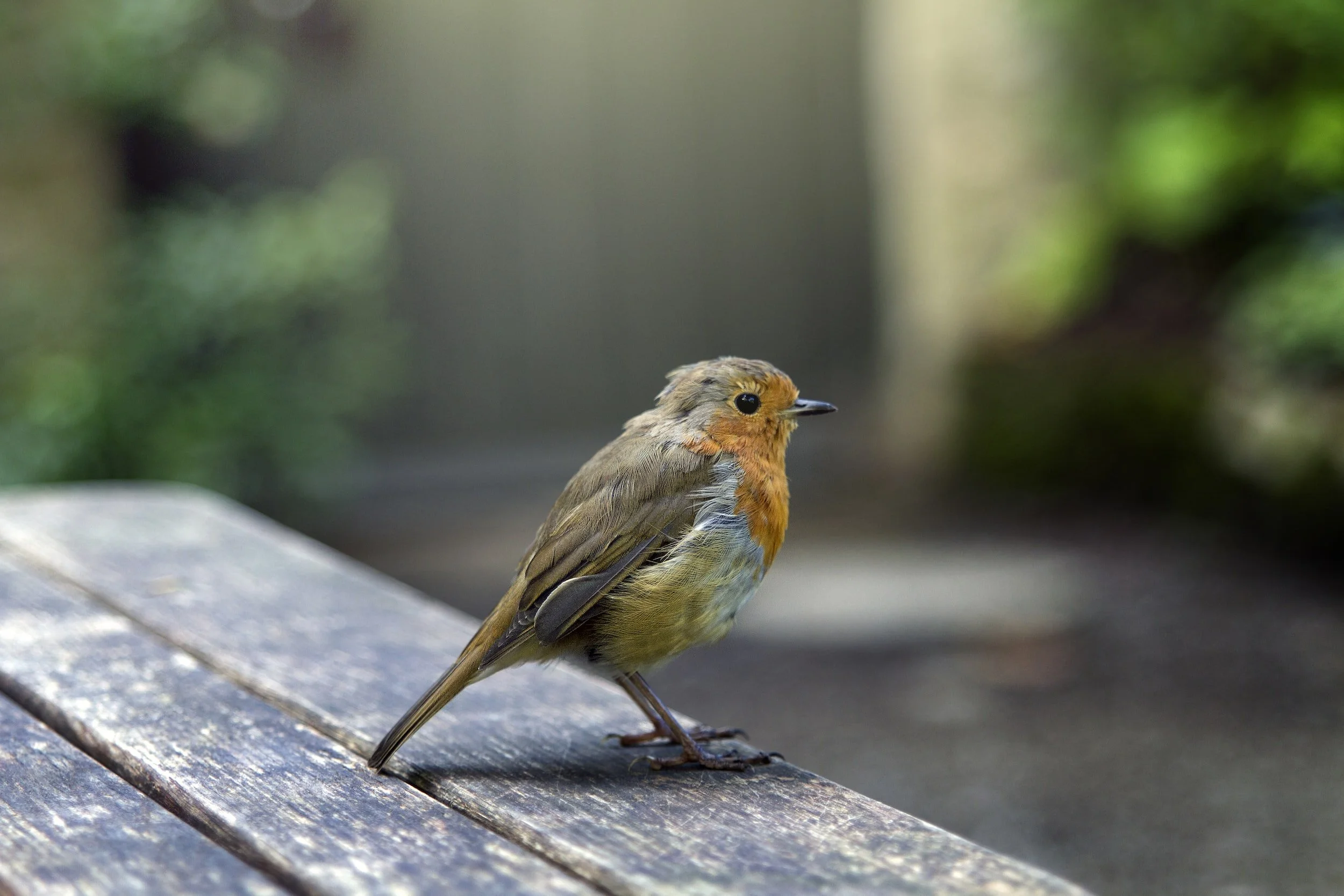 Garden bird supplies 2025